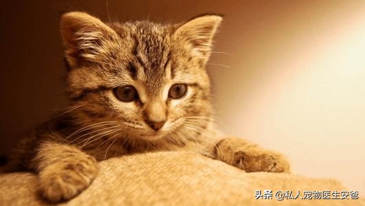 猫咪呕吐先别慌弄清原因是关键,猫咪呕吐的急救方法有哪些