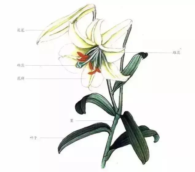 工笔百合花朵设色步骤,工笔重彩油画百合