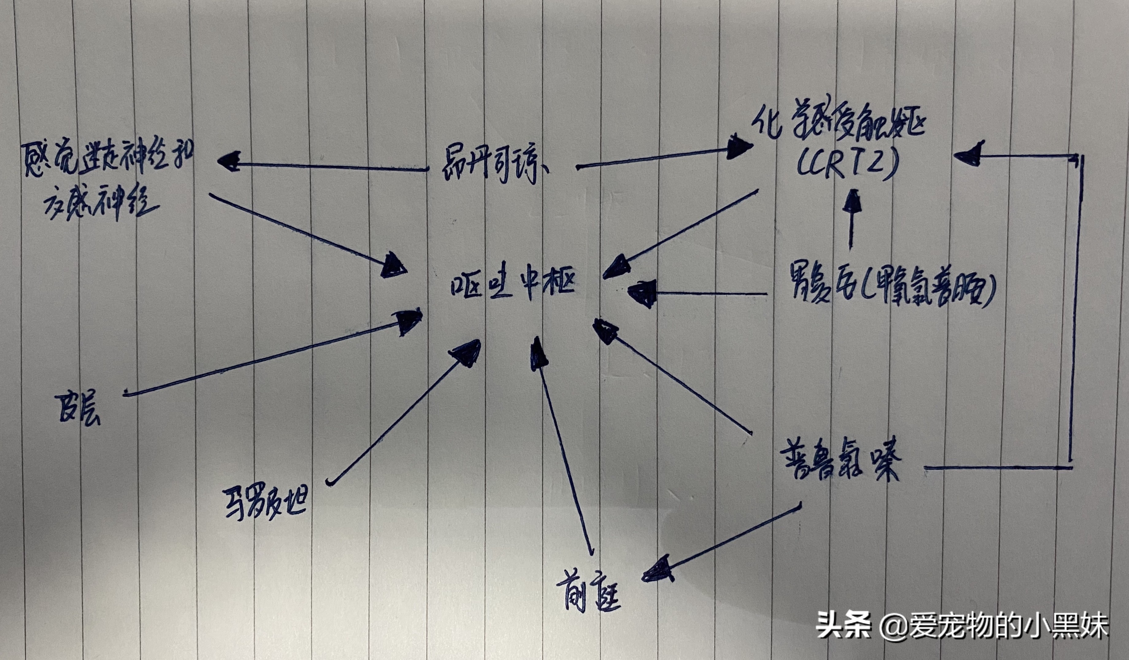 犬猫呕吐可以吃哪些药,犬猫呕吐