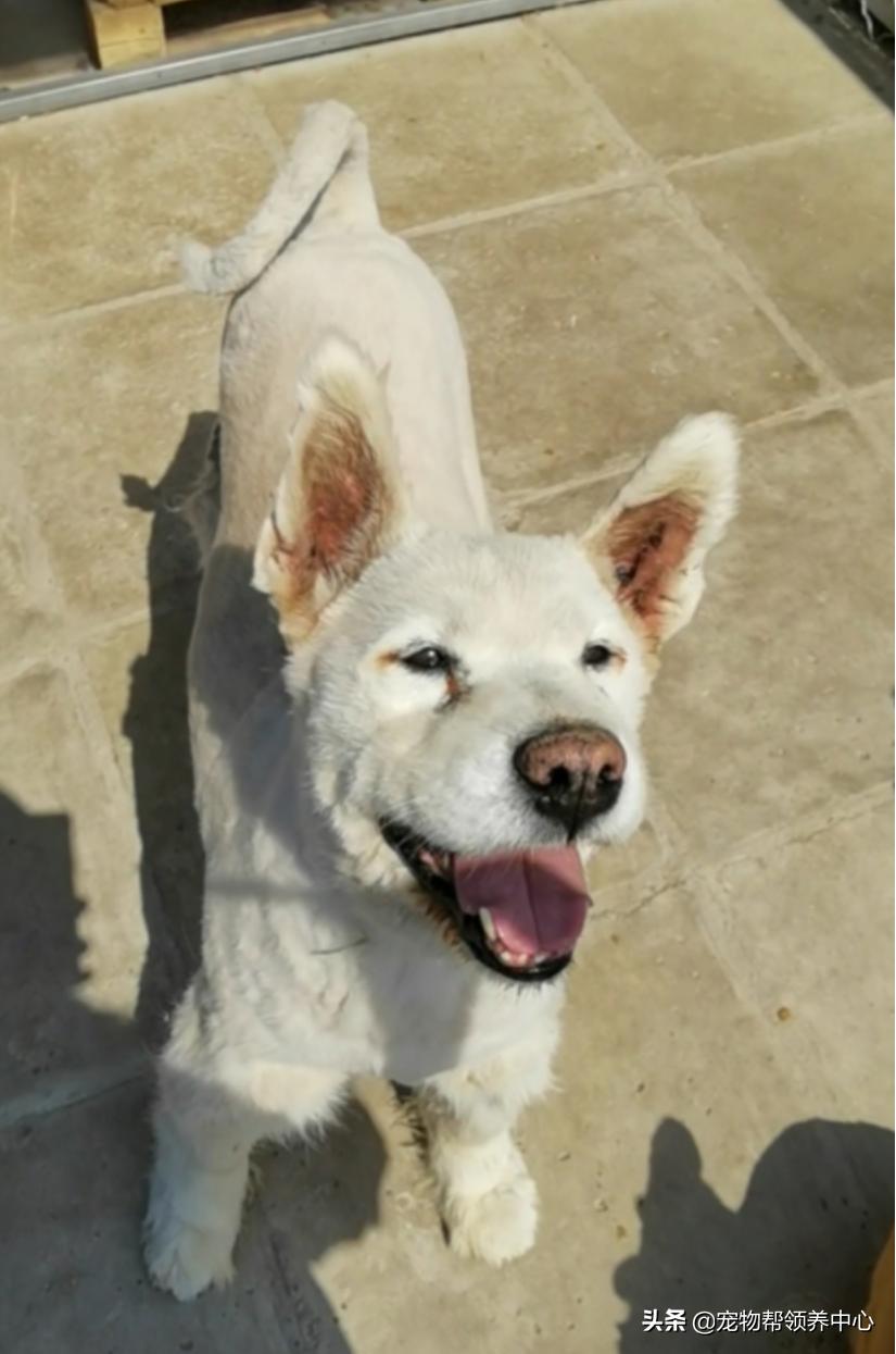 除夕,身上恶臭的萨摩耶在家门口流浪:为什么要抛弃我?