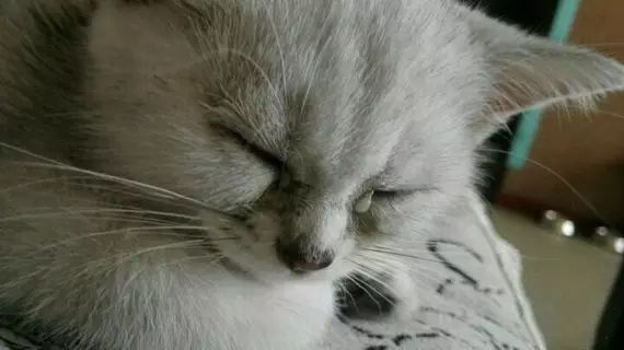 如果猫的眼瞎了怎么治,猫眼睛被眼屎糊住怎么清理