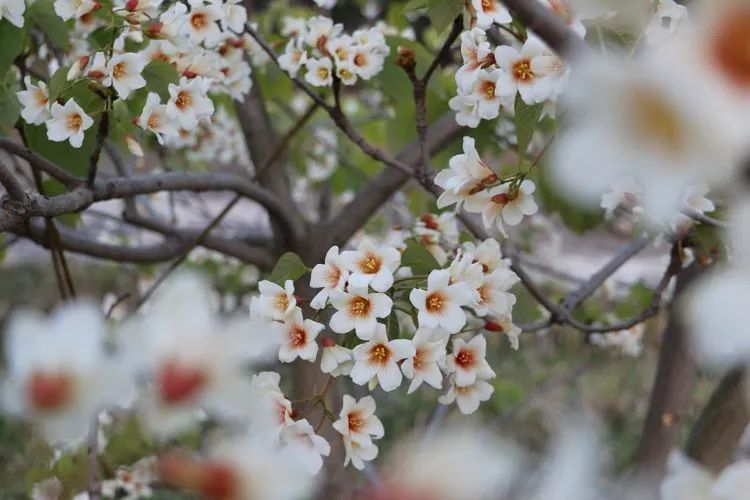 古龙峡下雪直播,古龙峡雪景