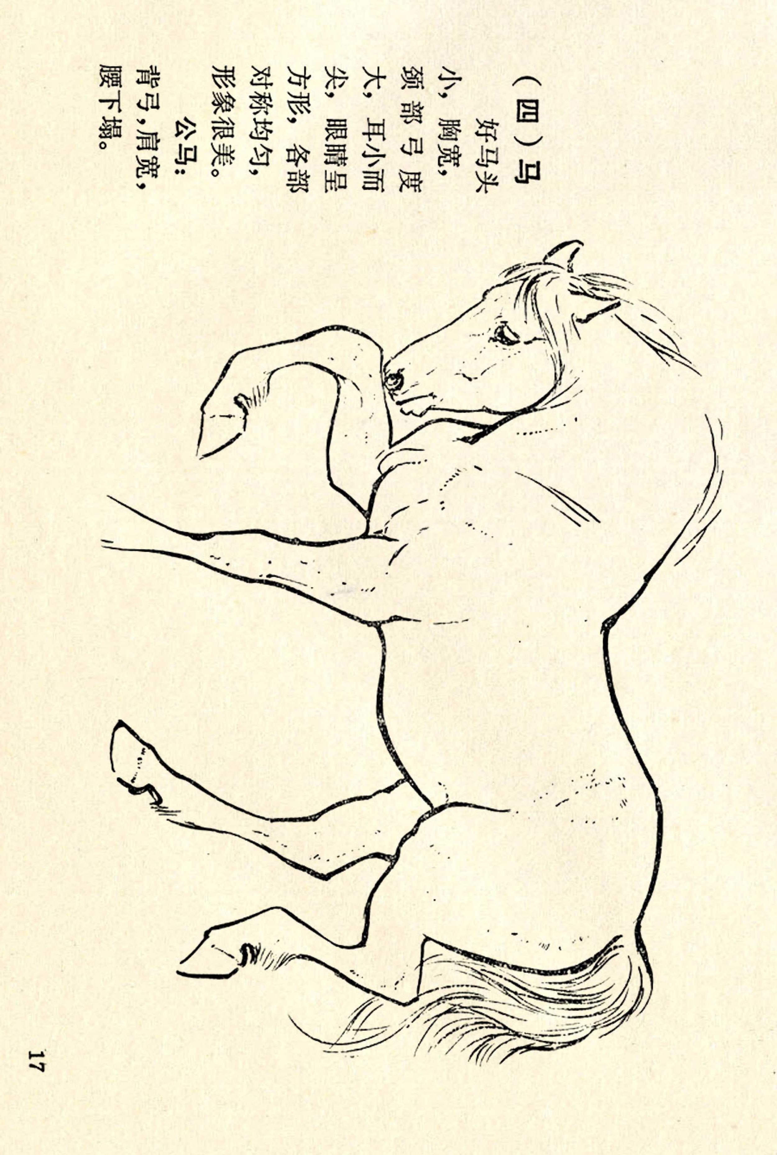 刘继卣画的学习方法,刘继卣动物插画