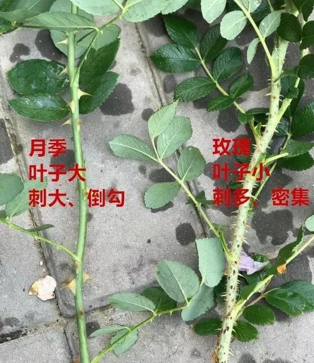 真正的月季花苗,最便宜的月季苗