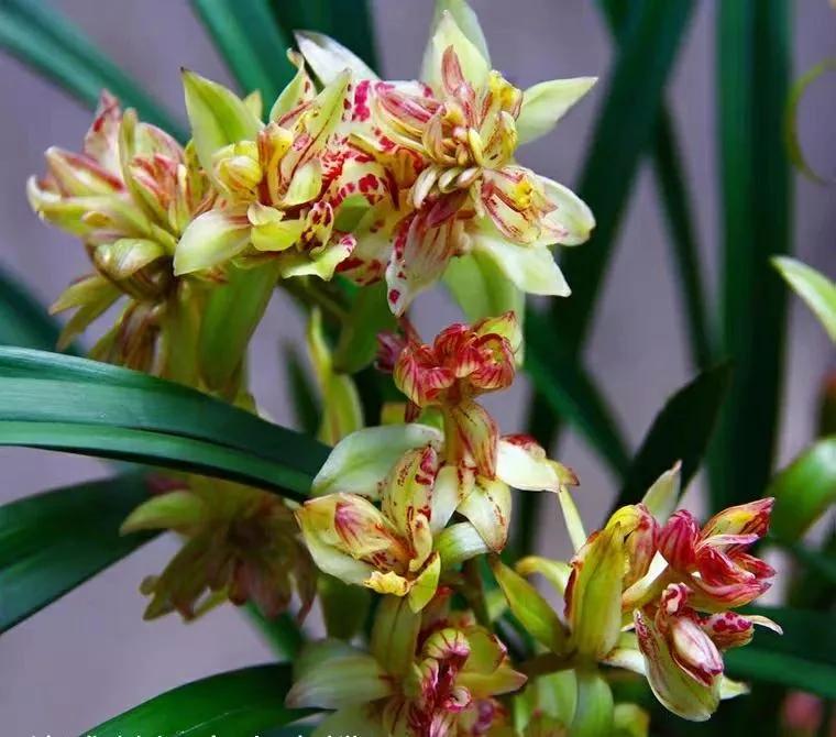 多季开花浓香的兰花品种有哪些,四季开花又香的兰花排名