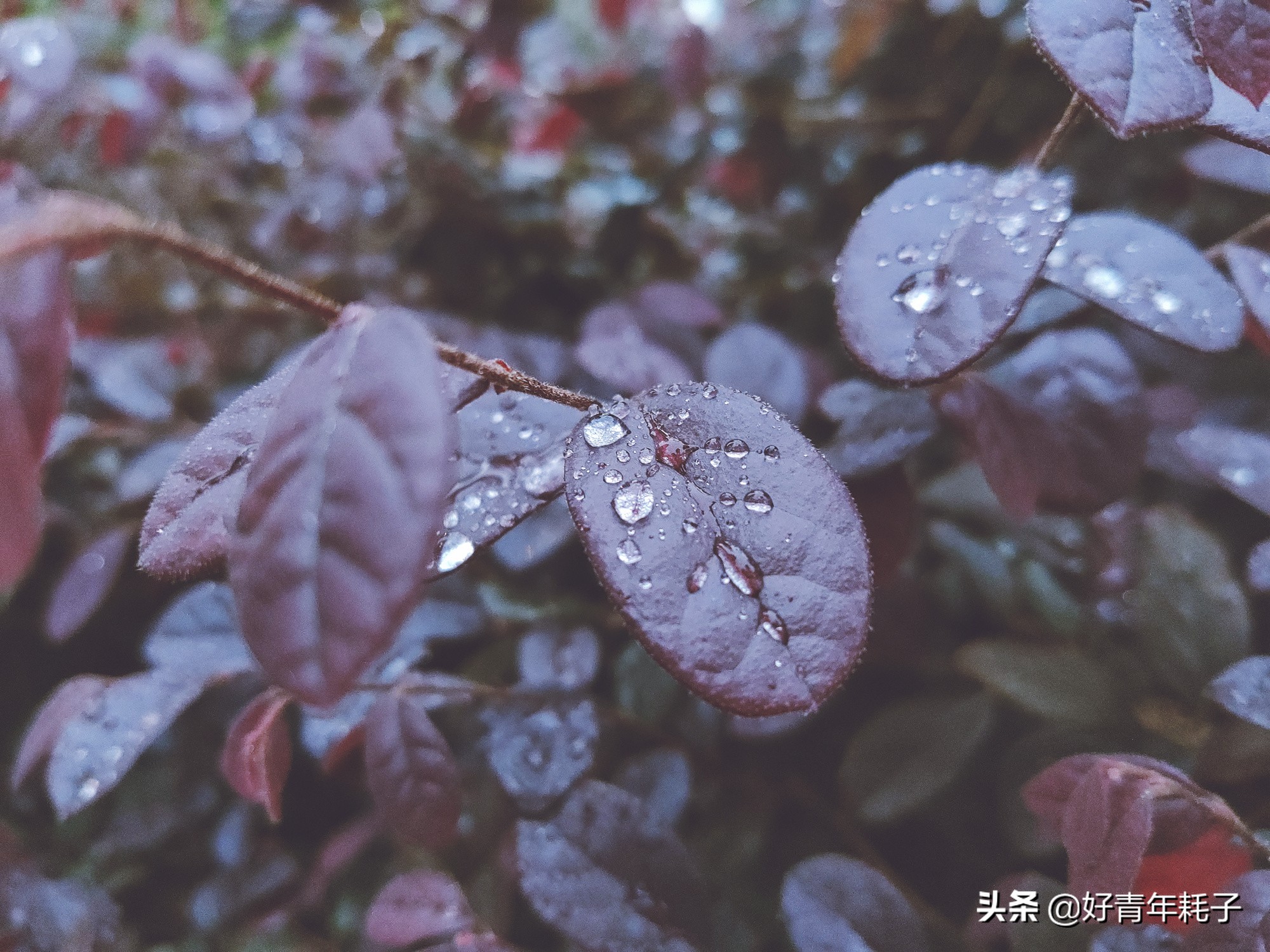 小米94800万像素拍照评测,小米cc9的相机是直出4800万吗