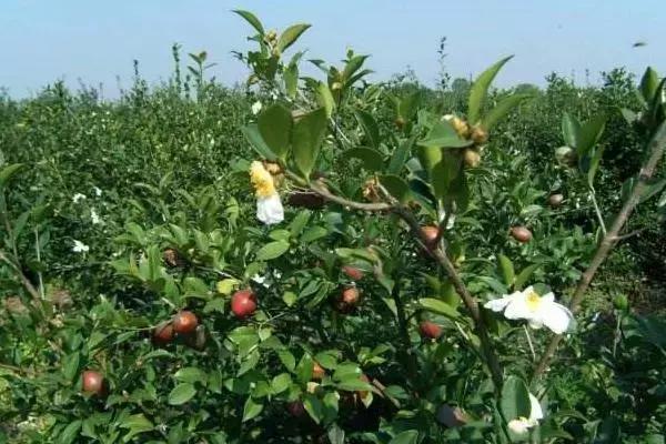 农村常见但不能吃的野果,这种野果营养价值很高