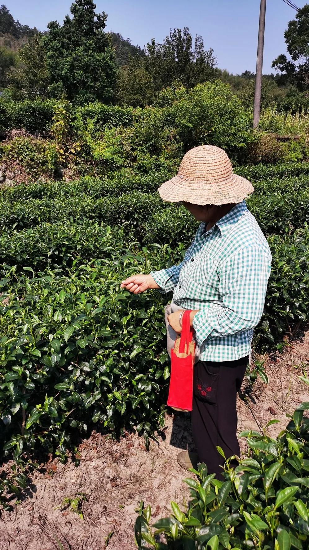 创璞然之茗振麻城茶业