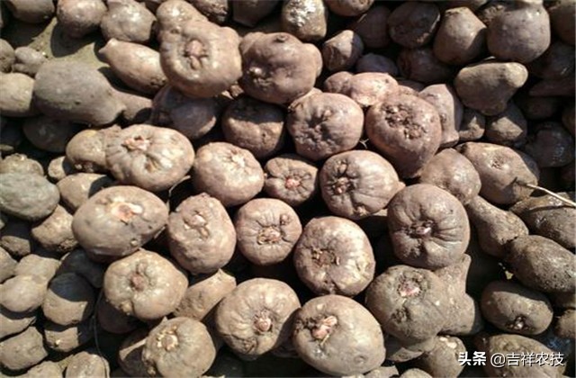 陕南适合种什么品种的魔芋,山魔芋种植高产技术