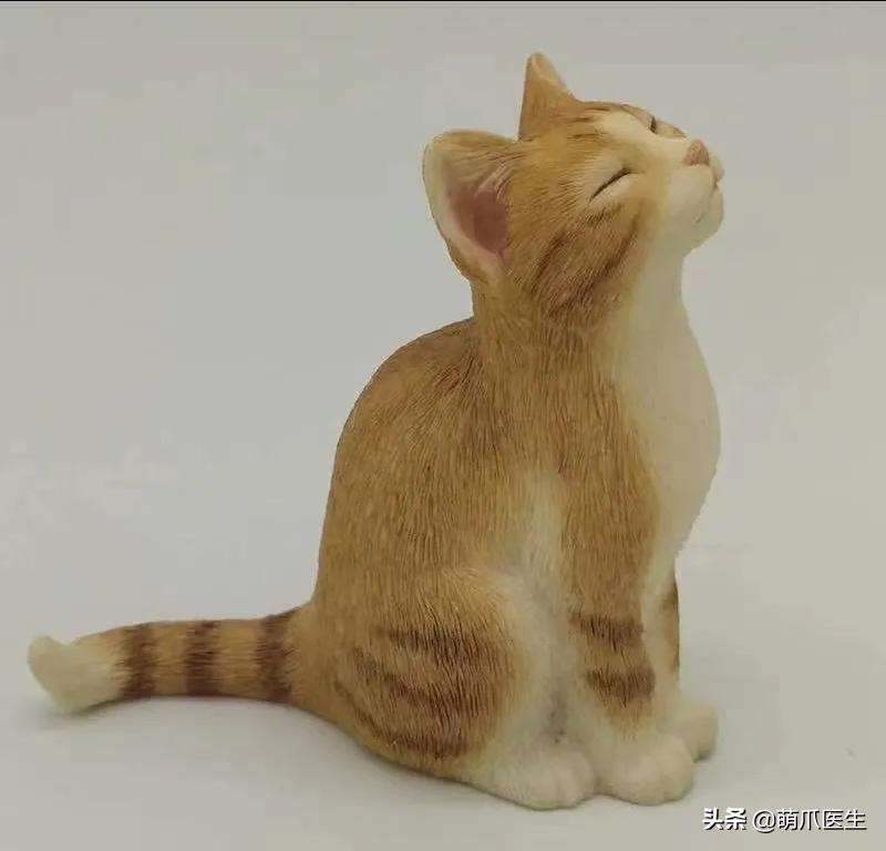 双目失明的猫咪好养吗,瞎了一只眼睛的猫能养吗