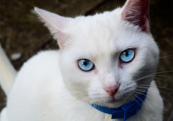 白毛蓝眼睛的猫咪是什么品种,白毛蓝眼睛的猫性格