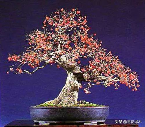 真果盆栽,结红色小果实的盆栽