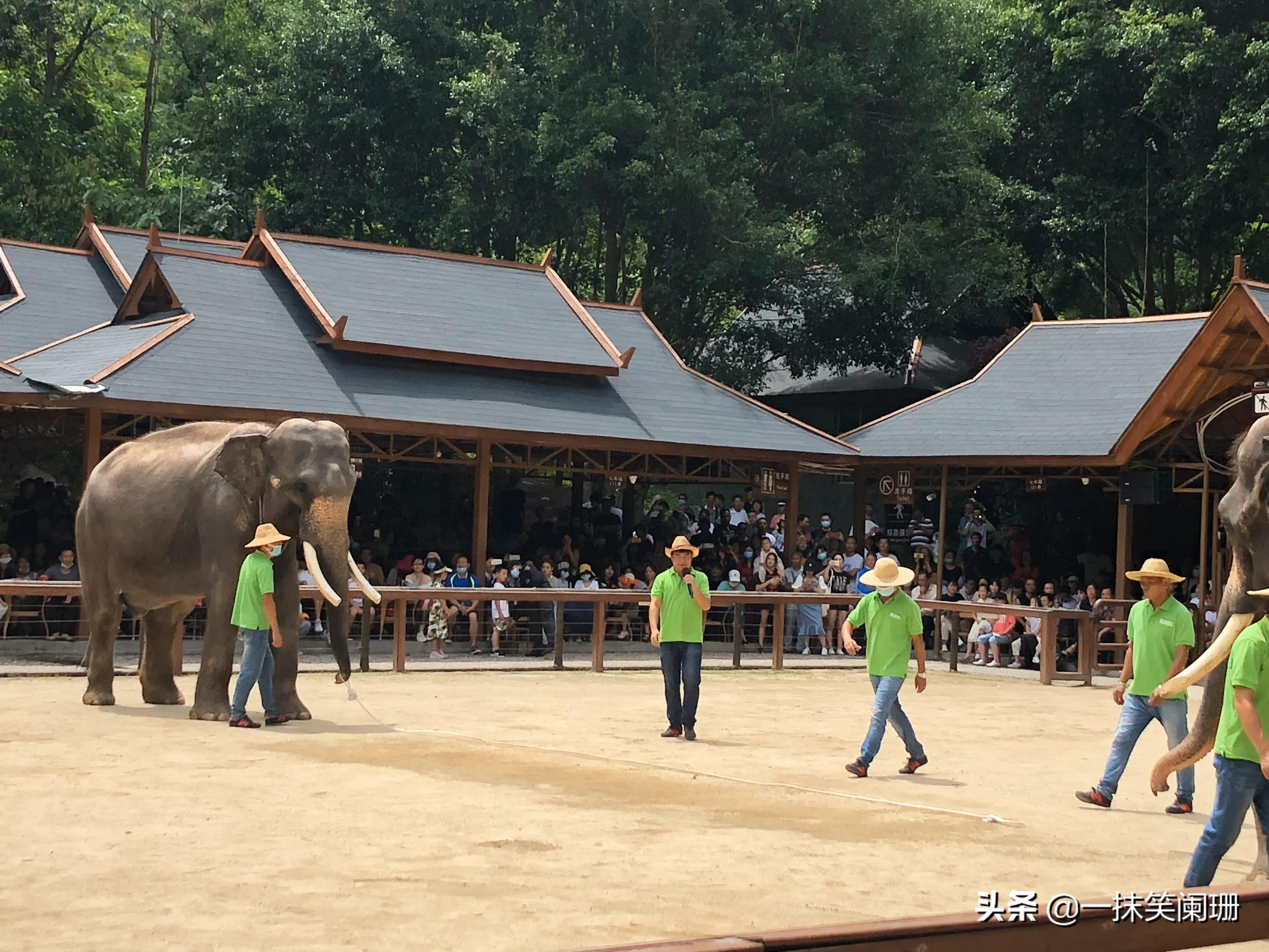 西双版纳野象谷大象表演,西双版纳野象谷大象表演现场视频
