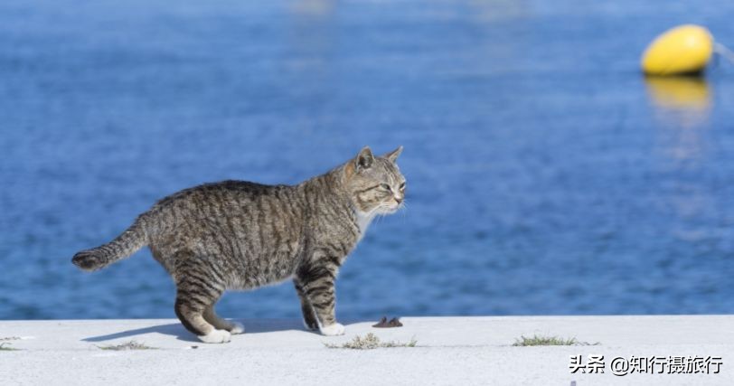 日本“神兽”不只有奈良鹿，日本网红动物主题旅行攻略