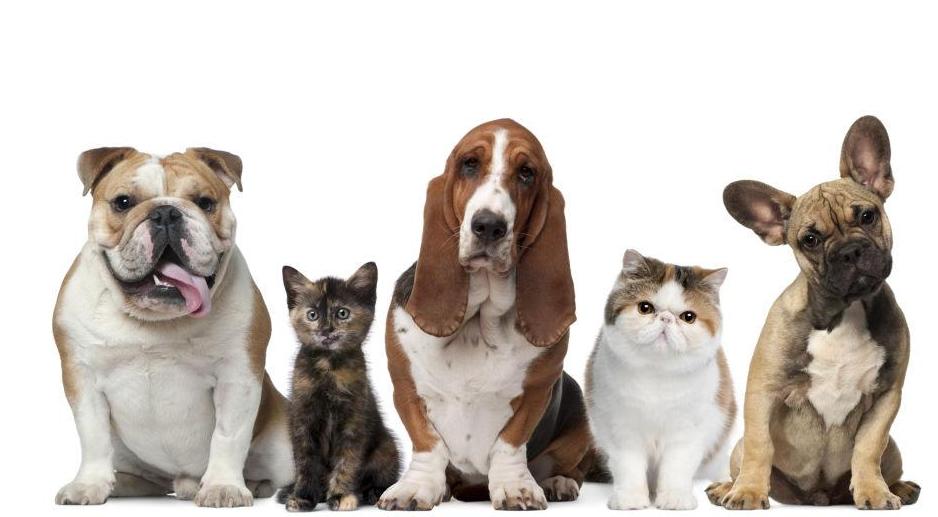 100元以下适合学生养的宠物小型犬,建议养的10种小型犬