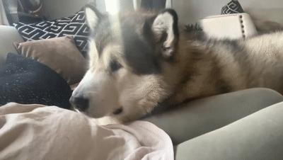 狗狗能感觉到孕妇怀孕了吗,狗狗能感受主人怀孕吗