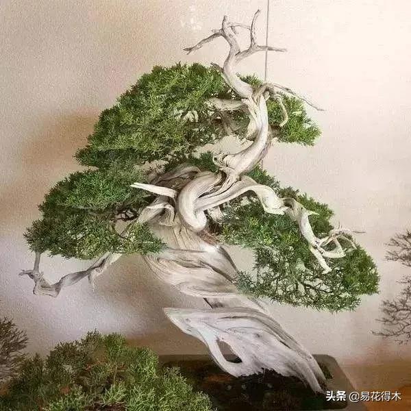 盆景舍利什么时候刷石硫合剂,舍利干罗汉松盆景