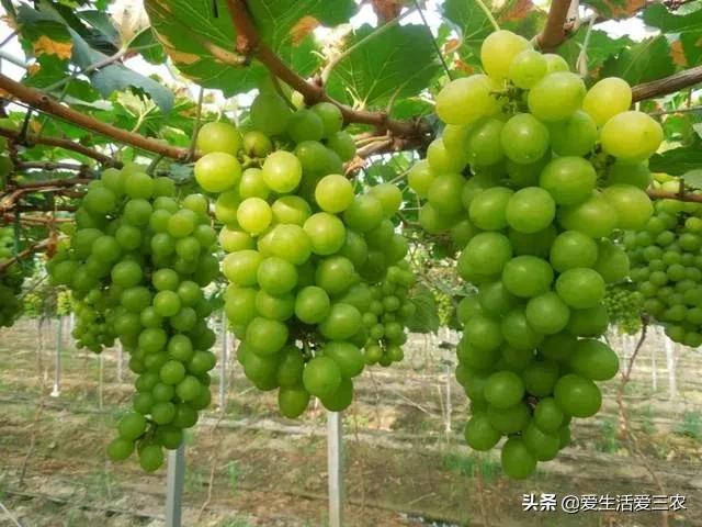 获得创业好点子的八大窍门,五个草根创业点子