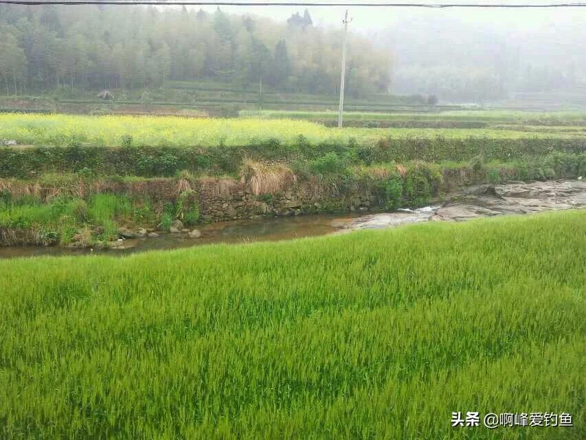 农村人的日常生活钓鱼,小的时候在农村生活钓鱼