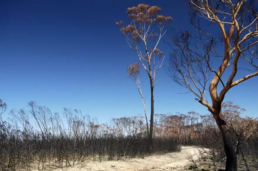 难灭的澳洲山火：桉树“点火”，猛禽“助燃”