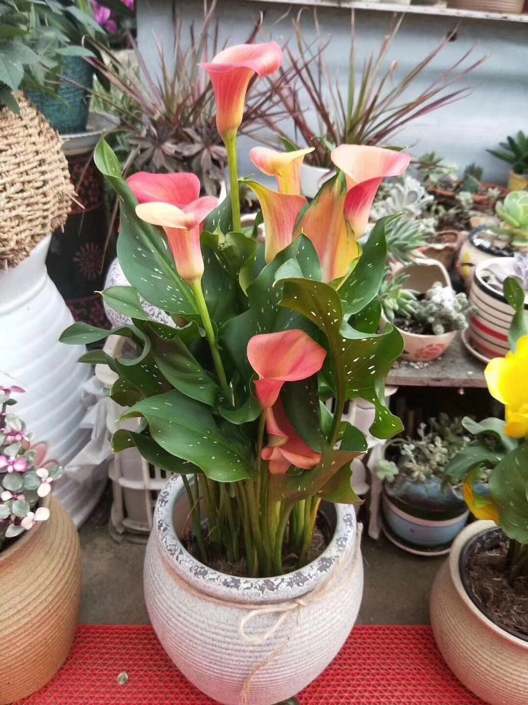 马蹄莲开花技术,让马蹄莲爆盆式开花