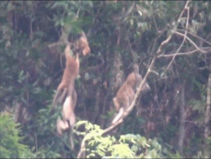 它被称为“黄连山精灵”，家族庞大、洗澡必有雨……让我们一起走进它的世界