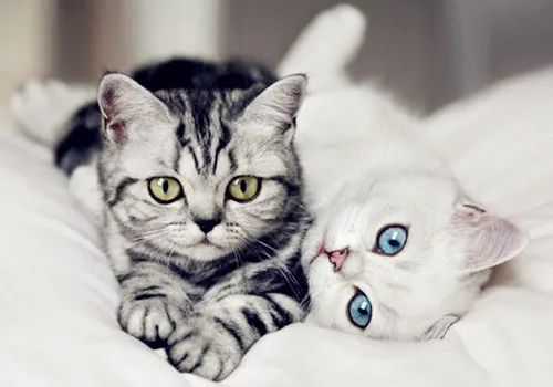 母猫天气热食欲不好怎么办,母猫突然食欲大增怎么回事