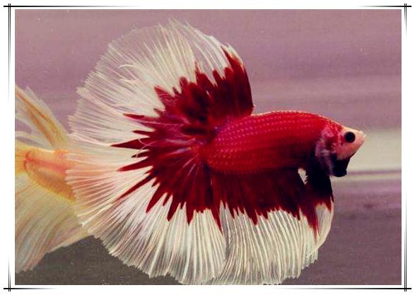 热带鱼斗鱼如何养,热带鱼饲养方法大全视频