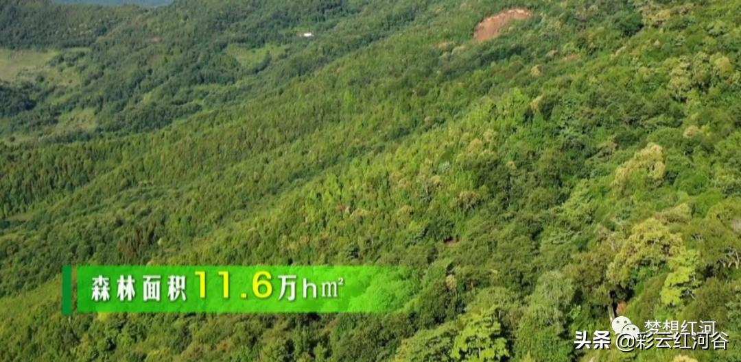 红河州森林氧吧景区,云端氧吧