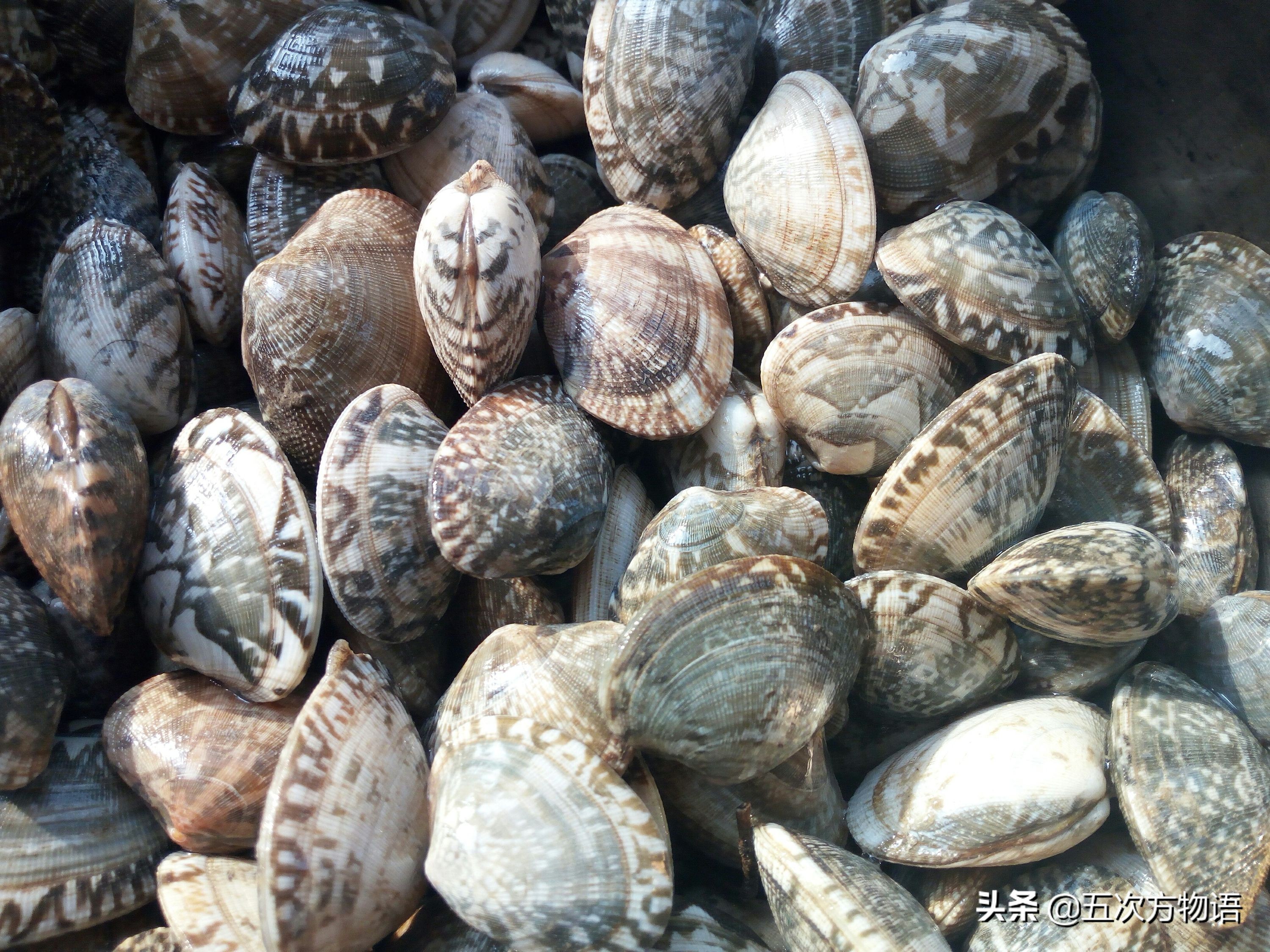 好吃的贝类品种大全,青岛贝类海鲜有哪些品种