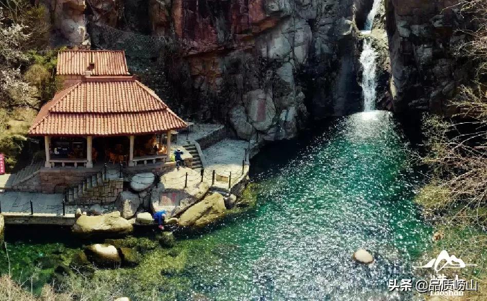 崂山茶特色,简单也许是最好的