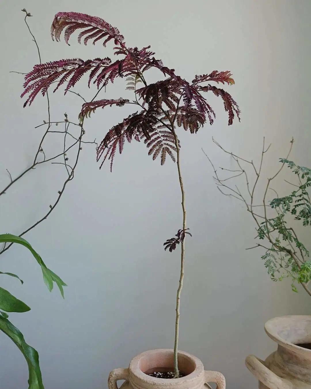 网红必备的高颜值绿植,ins风的网红绿植