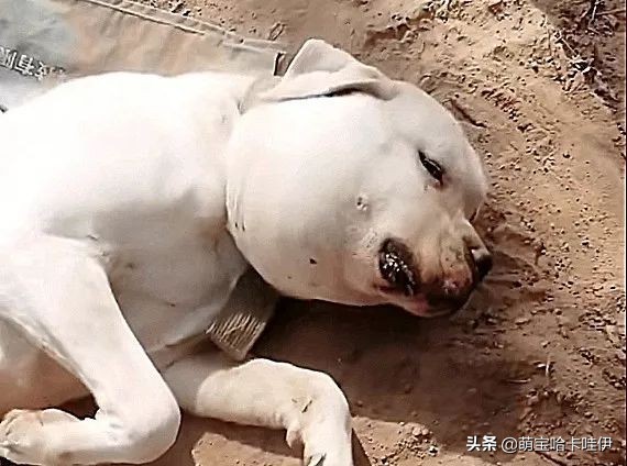 狗狗嘴巴突然肿了是过敏吗,狗狗嘴巴被咬了个洞肿起来了