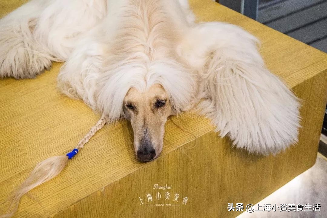 魔都哈士奇体验馆宠物咖啡,魔都哈士奇咖啡馆