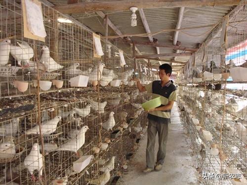 养殖一万只鸽子一年的利润,男子养鸽子30年投入5000万