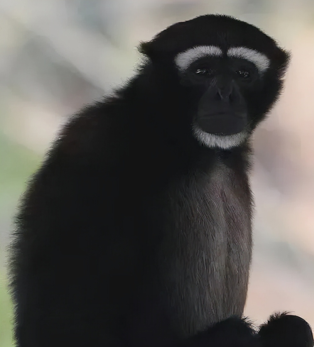 一群90后学霸，嚷嚷着要给它们找对象：自己单身不要紧