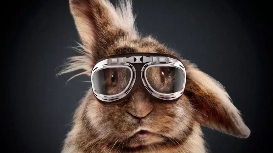 兔子脱毛如何治疗,兔子秃了一块怎么回事