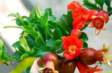 各月出生花,农历几月几日出生代表什么花