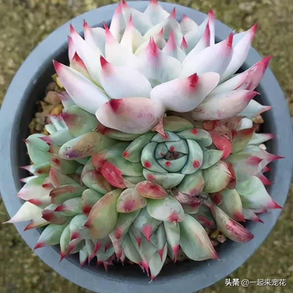 吉娃娃能不能叶插,吉娃娃侧芽多大可以扦插