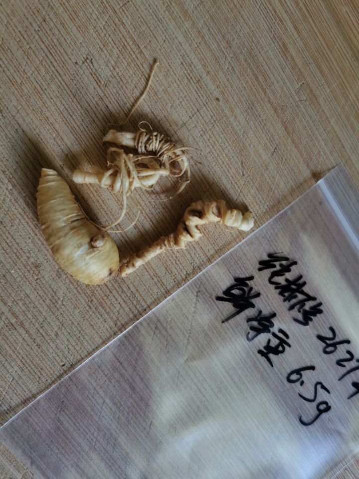 生晒参怎么烘干,生晒参怎样保管不生虫