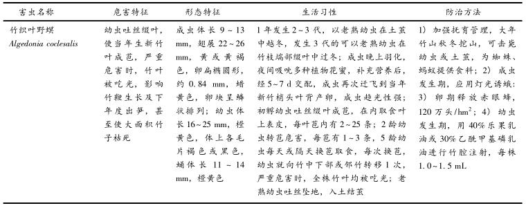 正宗巨龙竹苗怎么种,巨龙竹种子育苗程序