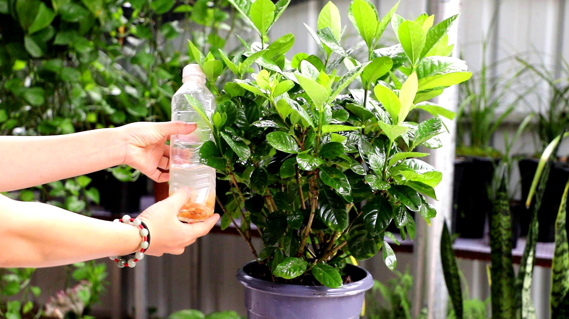 栀子花难种吗,栀子花太难养了