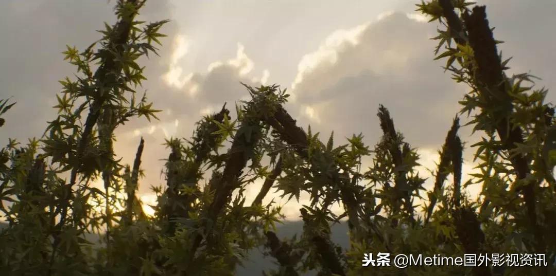 毒枭墨西哥第三季豆瓣,毒枭墨西哥全部剧集