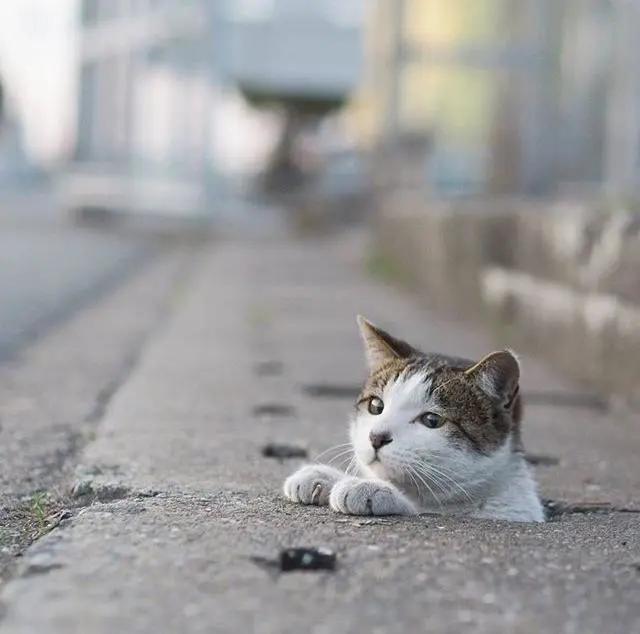 猫咪掉胡须意味着什么,猫咪胡须连根拔了还会长出来吗