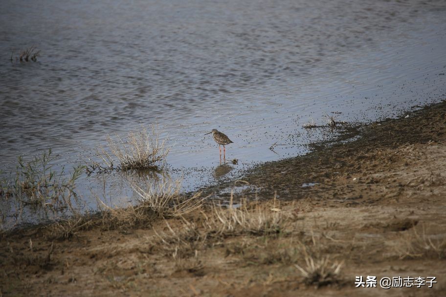 宁夏候鸟,候鸟监测简报