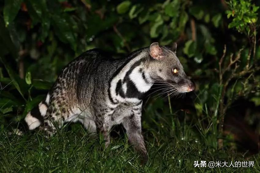 你知道这些皮草奢侈品是导致它已经在香港灭绝的主要原因吗？