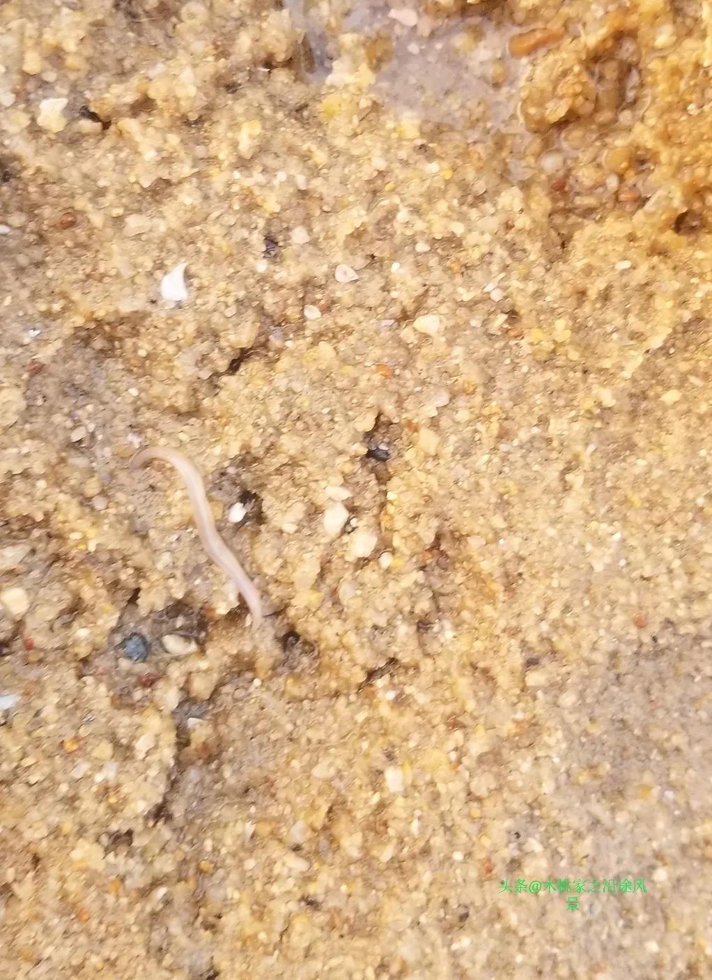 东平赶海沙滩,东平赶海最佳地方