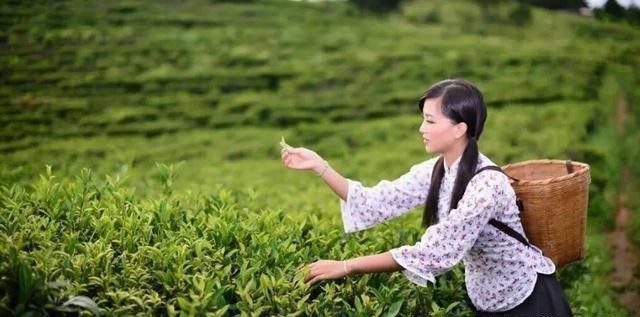 我国曾经称霸世界的茶生意是如何衰败下来的？你别不信，就两字