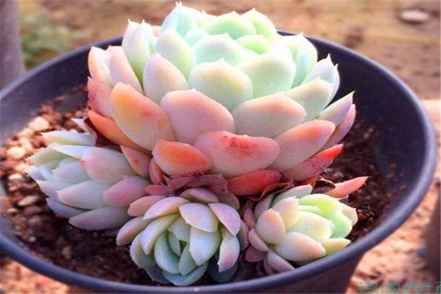 想把多肉冰梅养成透明绚烂的大果冻，就不能惯着它，越冻越有仙气