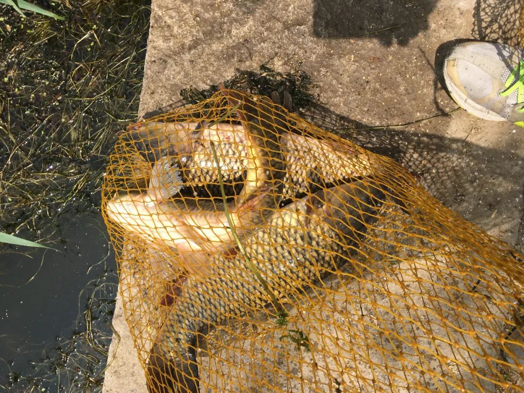 走进北京蟹岛垂钓园,北京蟹岛垂钓园介绍